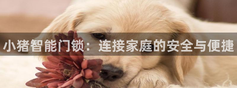 金顶年会：小猪智能门锁：连接家庭的安全与便捷
